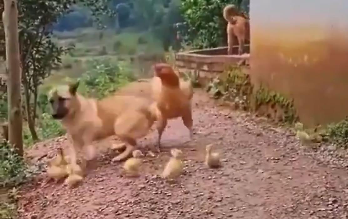 Курица-мать предотвратила попытку пса проложить путь по своим птенцам