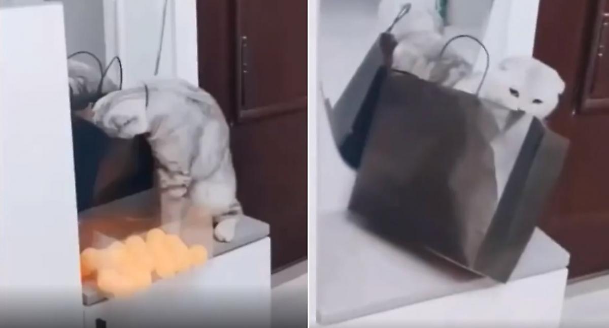 Любознательная кошка, оказавшись в плену у сумки, устроила весёлый забег по жилищу - видео