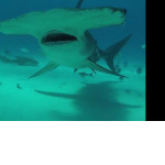 Молотоголовая акула попыталась лишить камеры дайвера у австралийского побережья ▶