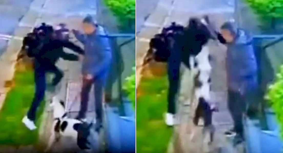 Пёс предотвратил ограбление хозяина и попал на видео в Бразилии