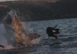 Тюлень в самый последний момент избежал участи стать обедом белой акулы (Видео)