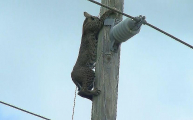 Дикая рысь, осматривающая территорию с высоты электрического столба, была замечена во Флориде ▶