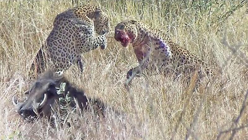 Два леопарда не поделили бородавочника в ЮАР ▶