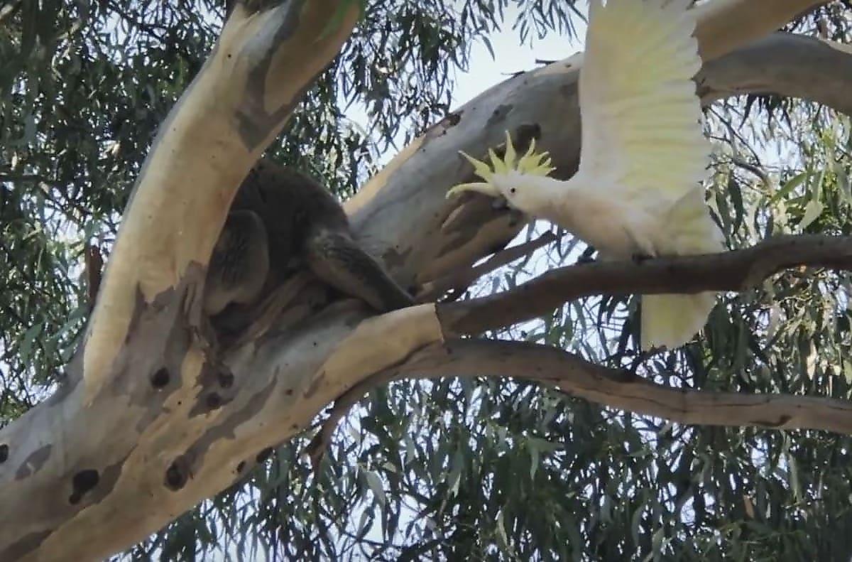 Какаду и коала не поделили дерево в Австралии