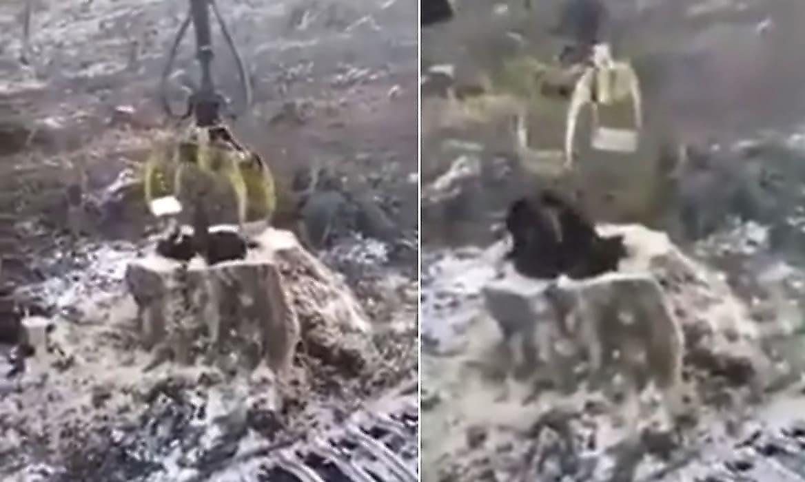 Крановщик запечатлел рискованное извлечение медведя из дупла дерева