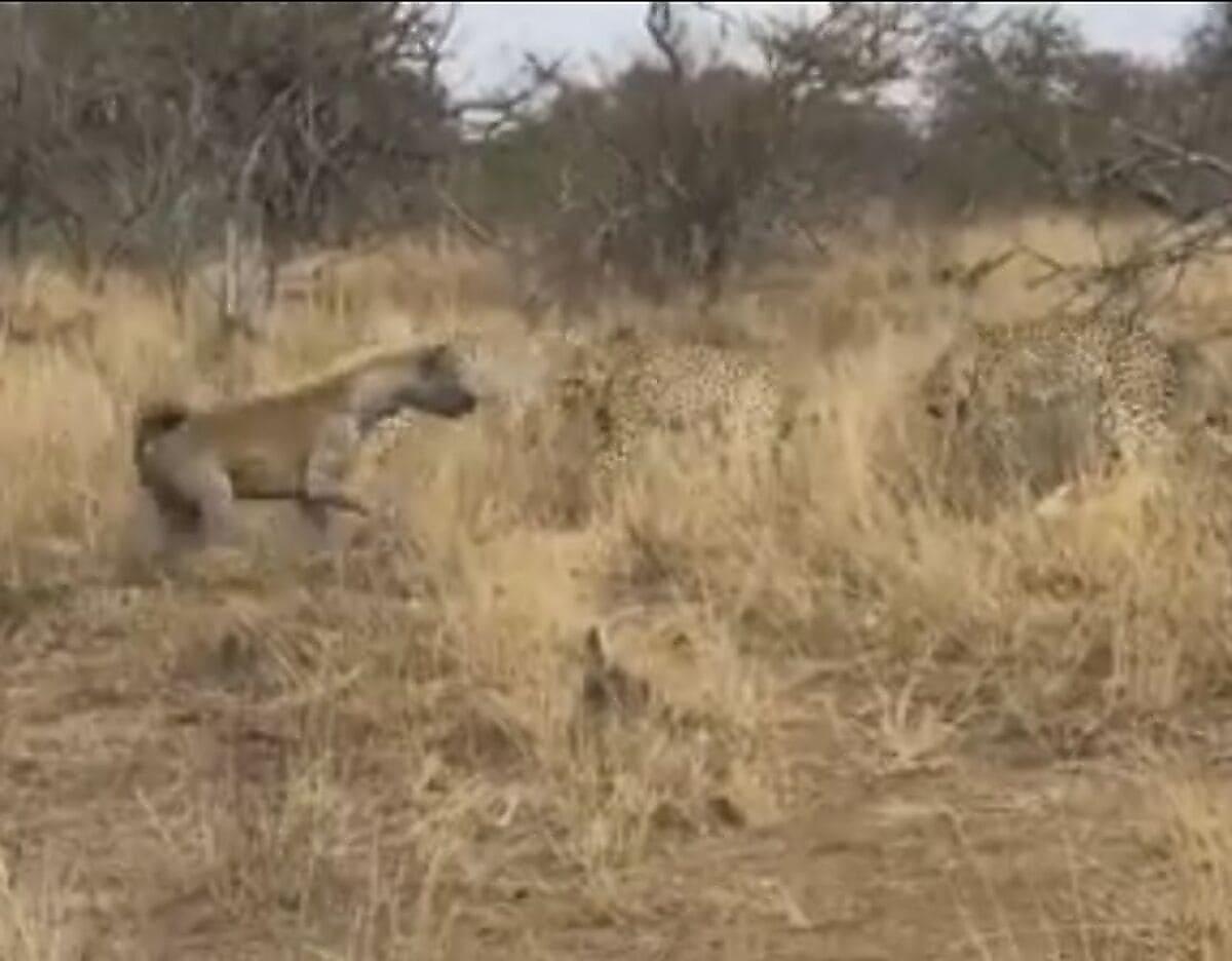 Наглая гиена отобрала у гепардов тушу козла в ЮАР