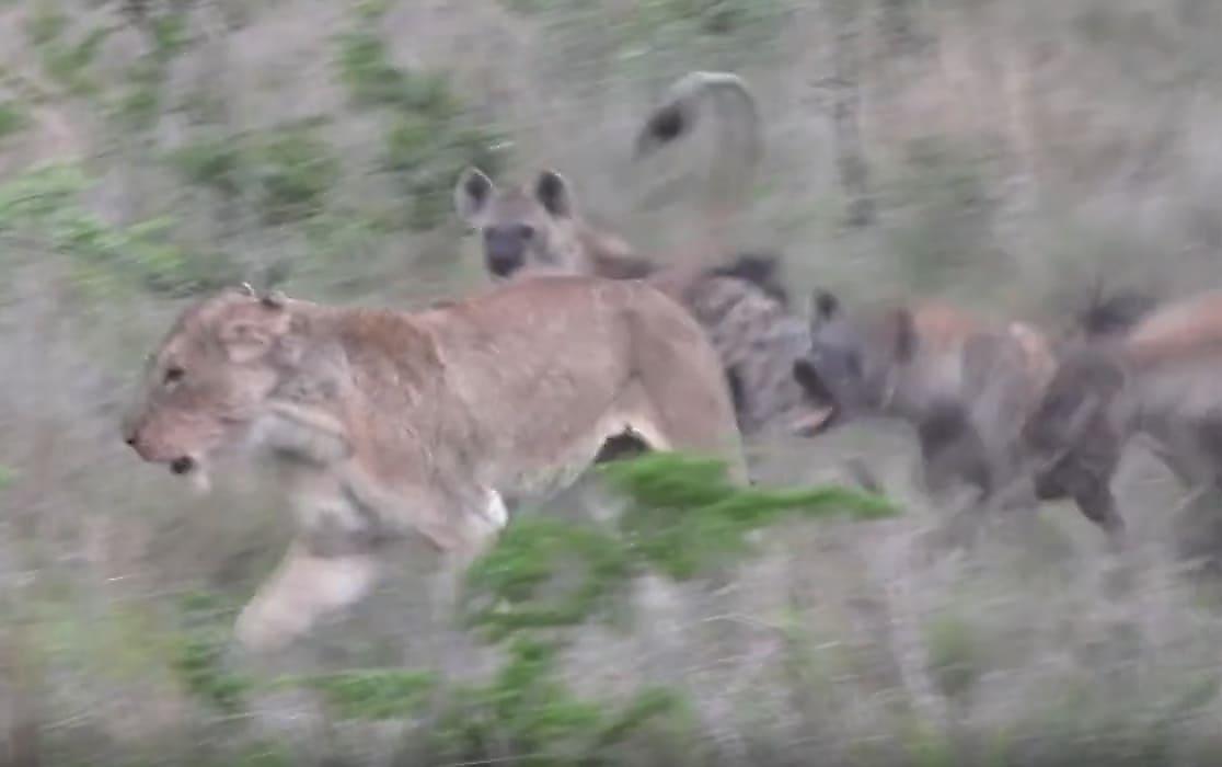 Не на ту напали: гиены пожалели, что попытались лишить добычи львицу в ЮАР