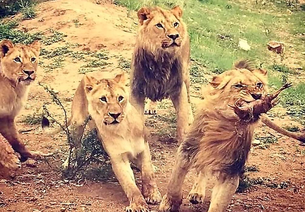Немецкие зоозащитники спасли 10 львов, содержащихся в неволе для трофейной охоты в ЮАР