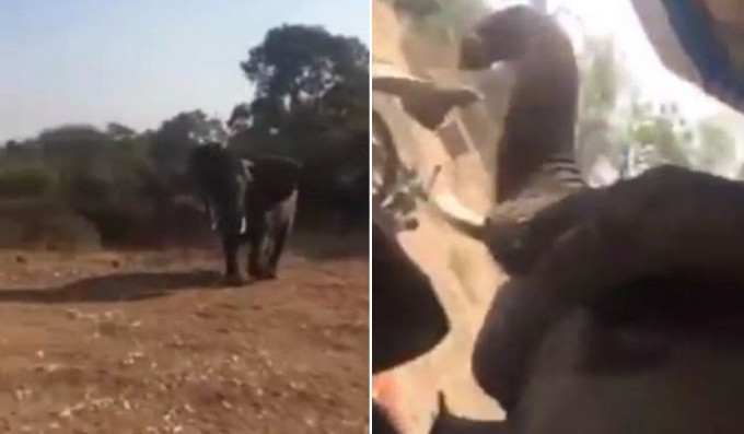 Разъярённый слон разбил машину с туристами в африканском парке (Видео)