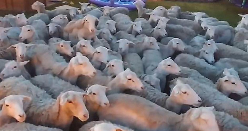Сотни овец совершили паломничество во двор слишком доверчивого американца ▶