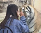 Тигр показал настоящий кошачий характер и потёрся о руку туристки через стекло вольера (Видео)