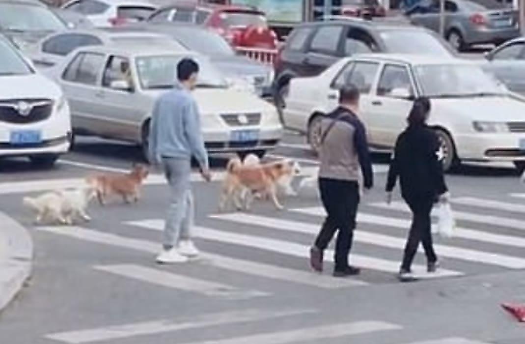 Воспитанные дворовые псы, соблюдая ПДД, пересекли оживлённую автодорогу в Китае - видео