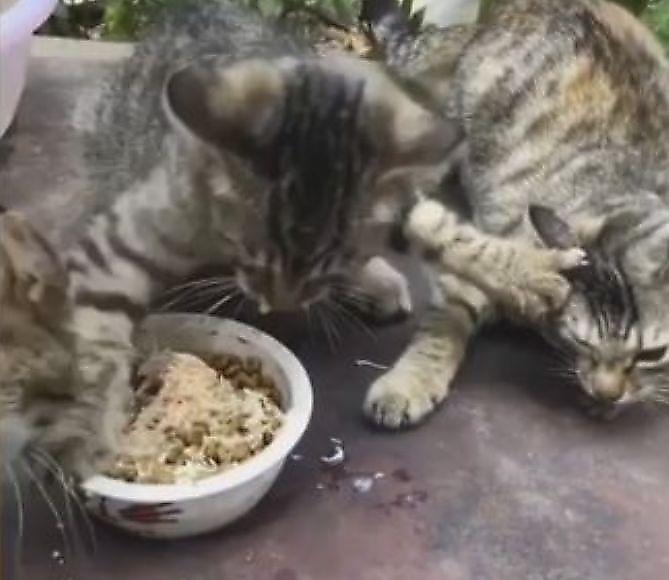 Жадный кот отказался делиться едой со своими друзьями ▶