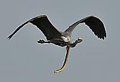 Жизнелюбивый угорь, застрявший в шее птицы, был сфотографирован в американском заповеднике 3