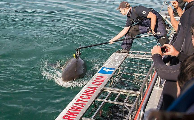 Австралийские ихтиологи запечатлели подводную жизнь, прикрепив камеру к плавнику акулы ▶