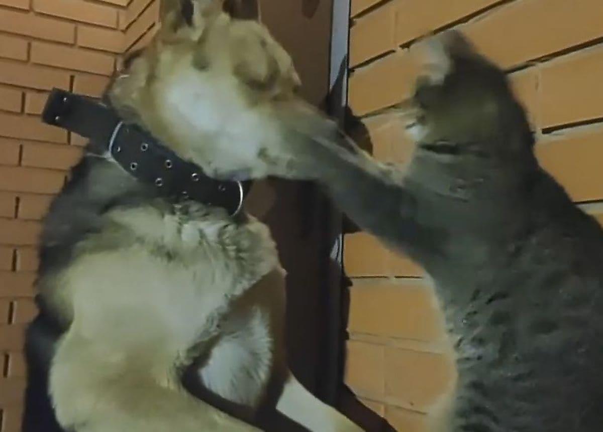 «Кот-боксёр» предостерёг настырного пса, что с ним шутки плохи