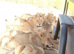 Львы, обнаружив тень, окружили туристический автомобиль в ЮАР