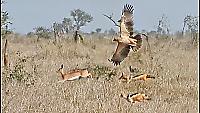 Орёл и два шакала устроили совместную охоту за антилопой в ЮАР