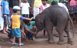 Слонёнка, провалившегося в колодец с крокодилом, спасли в Шри-Ланке