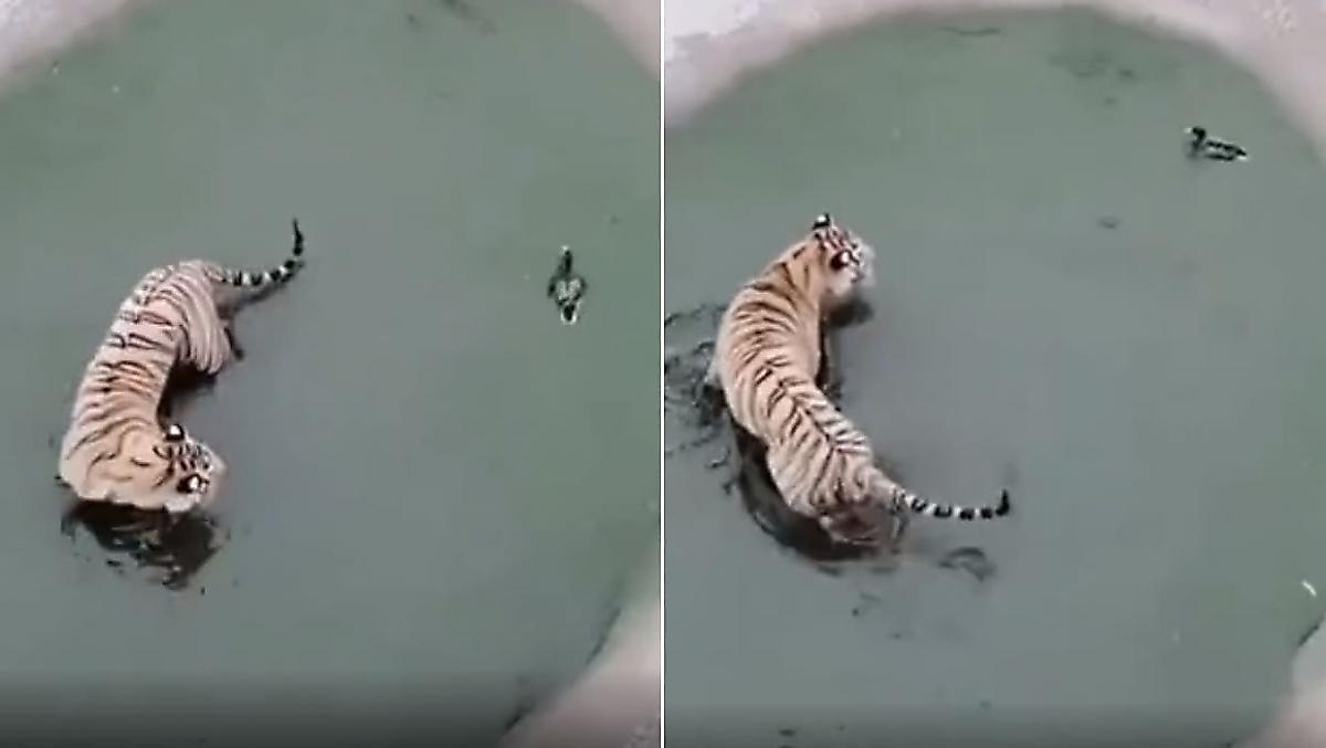 Тигр устроил охоту на утку в арабском водоёме - видео
