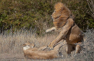 Битву за потомство между львами и львицами сфотографировал африканский гид 2