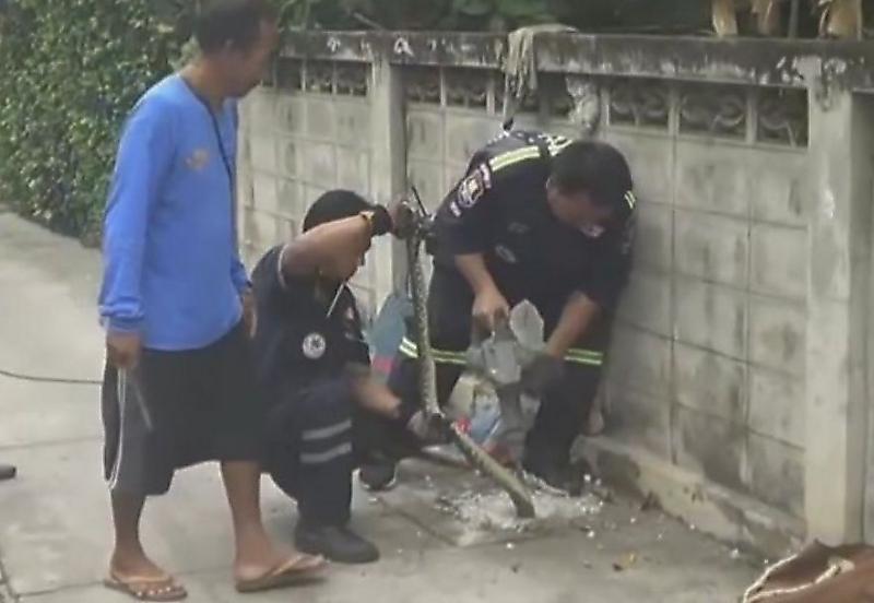 Питон, уползая от собак, застрял в сливной трубе в Тайланде ▶