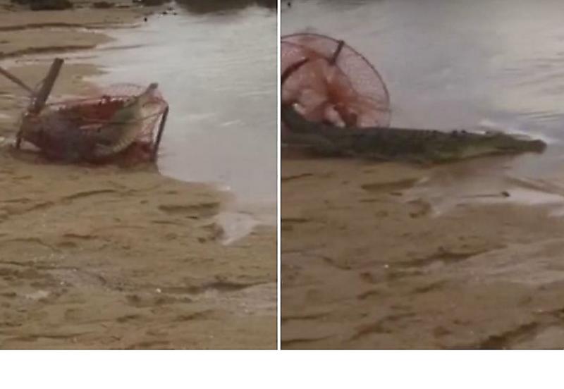 Пойманный в сети крокодил, лишил улова рыбаков в Австралии ▶