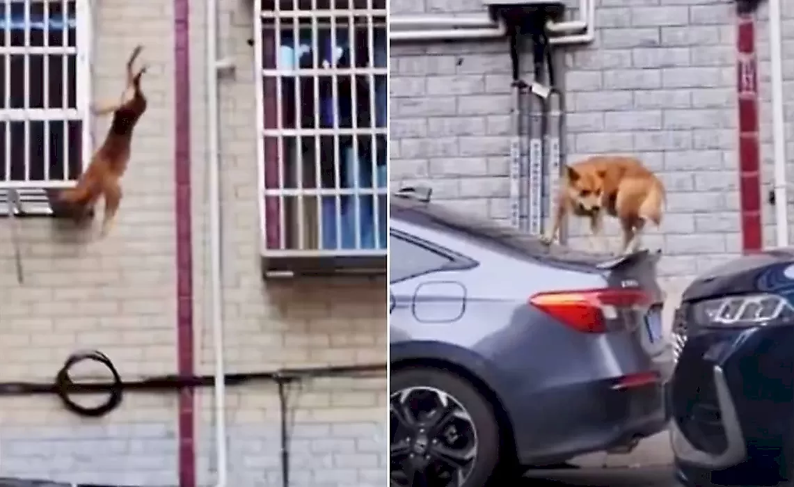 Пёс совершил затяжной прыжок, приземлился на легковушке и удивил Сеть: видео