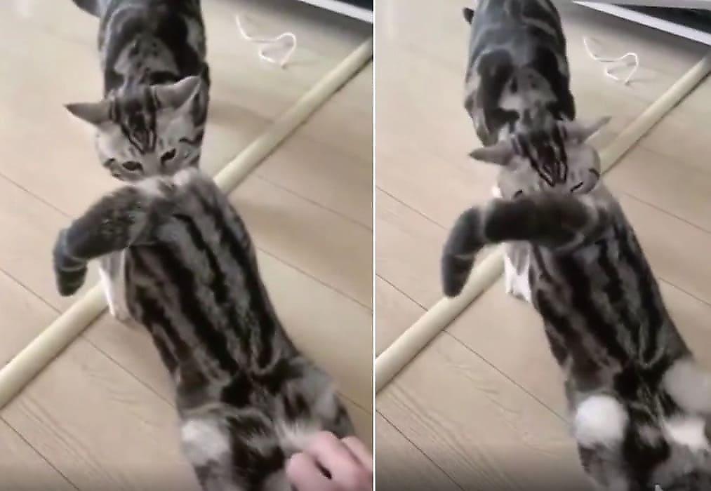 Ревнивый кот, укусивший сородича за зад, попал на видео в Китае