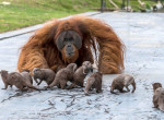 Семейство выдр подружилось с семьёй орангутанов в бельгийском зоопарке 0