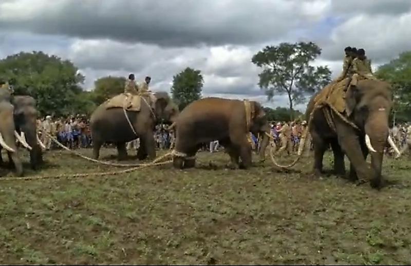 Спасатели конвоировали взбесившегося слона, используя его одомашненных соплеменников ▶