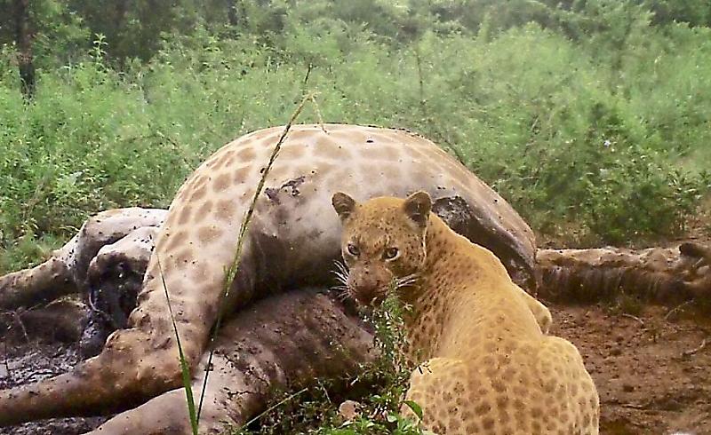 Туша жирафа привлекла внимание редкого «клубничного» леопарда в ЮАР