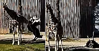 Жираф пнул надоедливого страуса на глазах у посетителей зоопарка