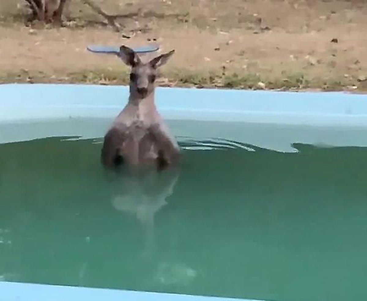 Изнывающий от жары кенгуру нашёл приют в бассейне частного жилища