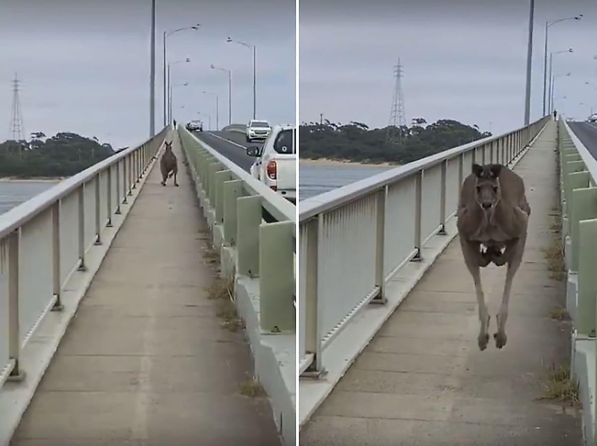 Австралийка получила очень близкую встречу с кенгуру, на узкой дорожке в Австралии