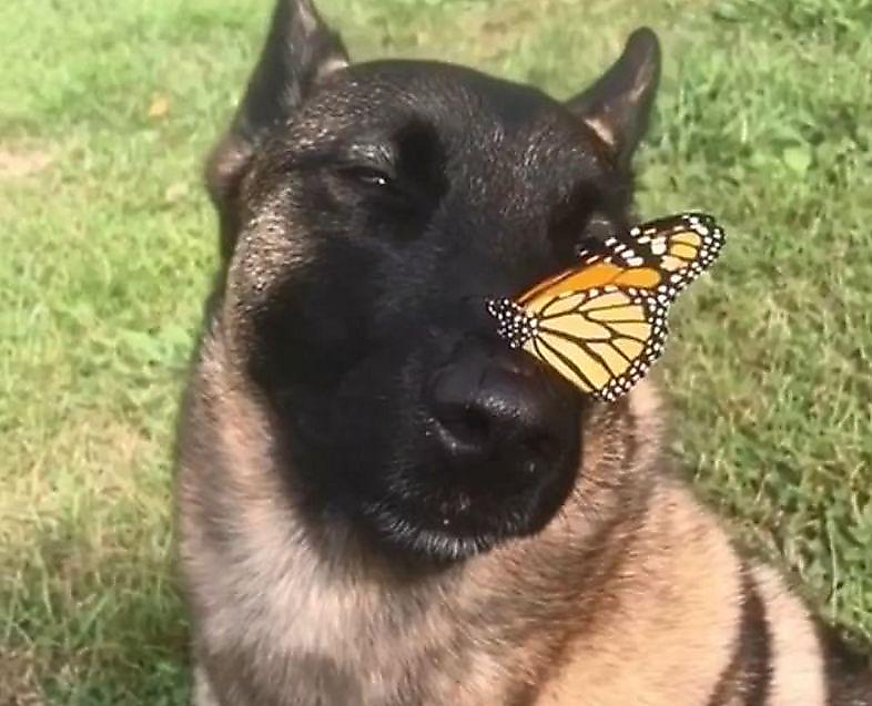 Бабочка нашла самое безопасное место, совершив посадку на носу дружелюбного  пса ▷