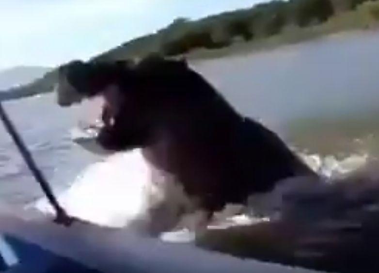 Бегемот атаковал лодку с туристами в Замбии ▶