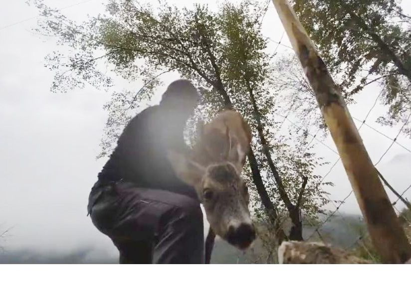Итальянец спас ревущего оленя, застрявшего на заборе ▶