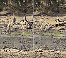 Карликовая антилопа стала добычей леопарда, случайно зашедшего на водопой