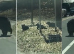 Медведица, пытающаяся увлечь за собой через дорогу упрямых отпрысков попала на видео в США