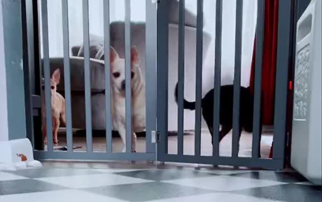 Собачий побег, организованный хитрым псом, попал на видео в питомнике