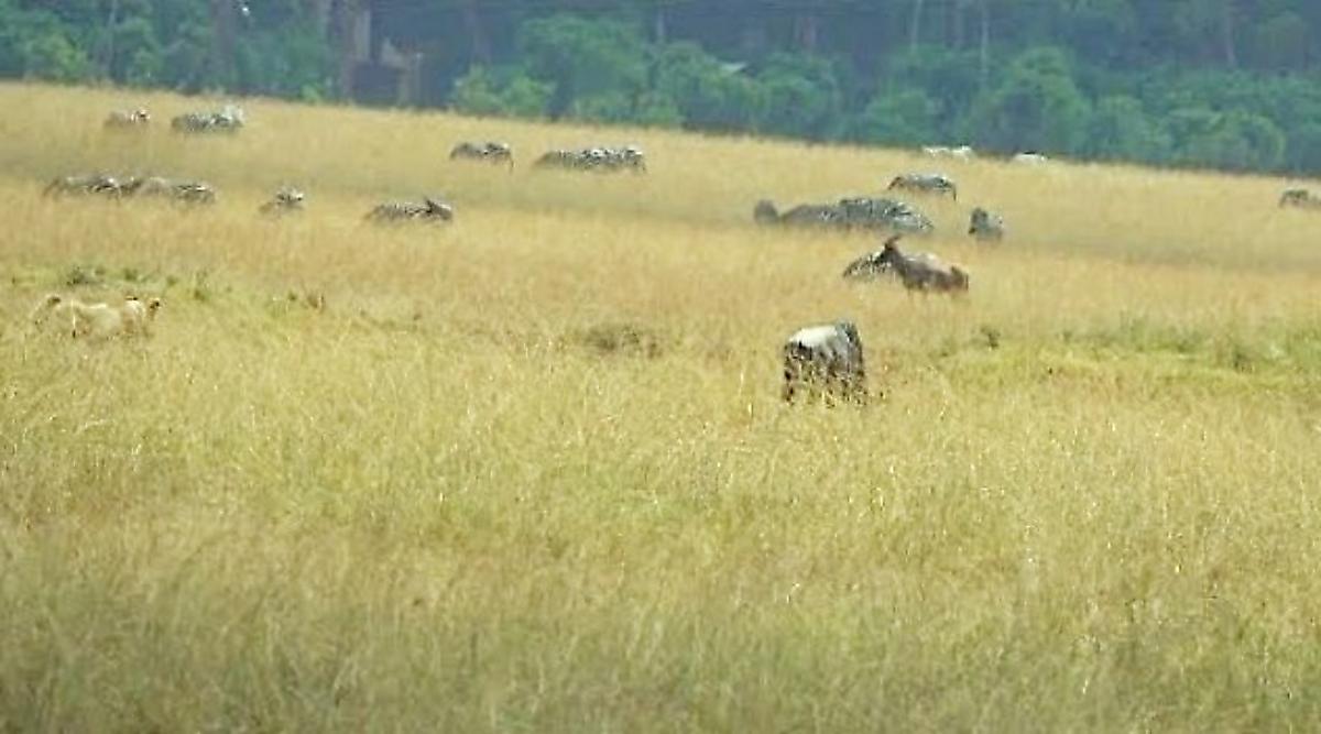 Антилопа слишком поздно заметила крадущуюся к ней львицу в Кении