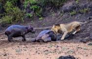 Детёныш бегемота до последнего отгонял львов от застрявшей в трясине матери в африканском заповеднике 1