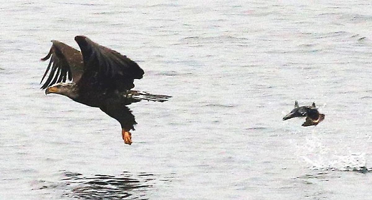 Драматичная охота орланов на утёнка попала на видео на озере в США