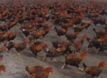 Фермер каждый день выгуливает 70-тысячную куриную армию в Китае ▶