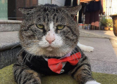 Харизматичный кот стал новой знаменитостью в Китае 16