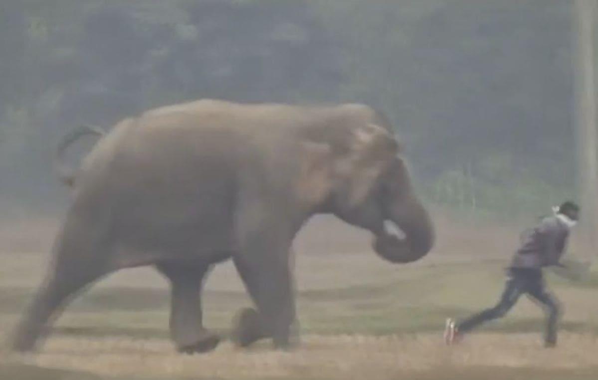 Индиец устроил экстремальный забег со слоном