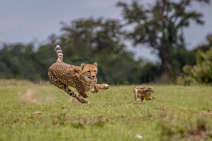 Канадский фотограф запечатлел молниеносную охоту гепарда на зайца в африканском заповеднике
