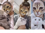 Интернет-пользователи шокировали своих питомцев, примерив на себя «кошачий фильтр» ▶