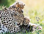 Плодовитая самка гепарда родила семерых детёнышей в заповеднике Масаи-Мара ▶ 6